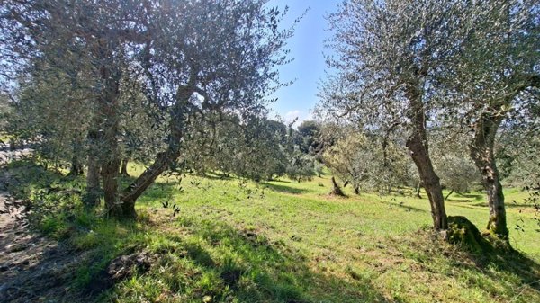 terreno agricolo in vendita a Peccioli in zona Legoli