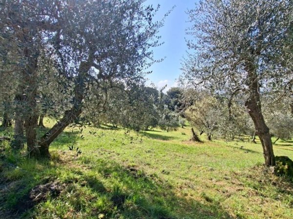 terreno agricolo in vendita a Peccioli