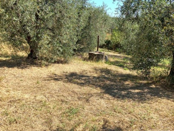 terreno agricolo in vendita a Peccioli