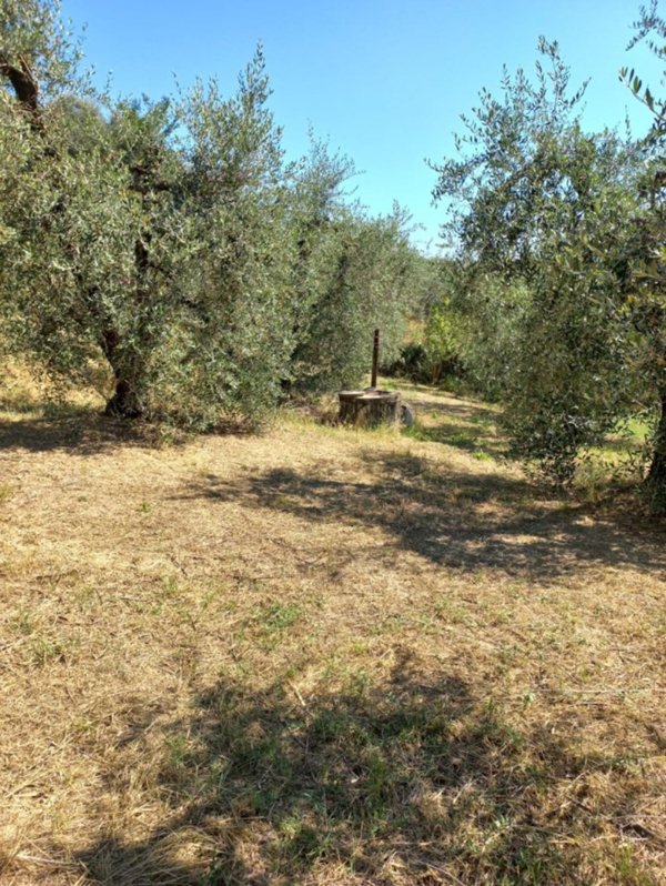 terreno agricolo in vendita a Peccioli
