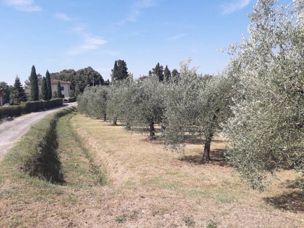 terreno agricolo in vendita a Peccioli