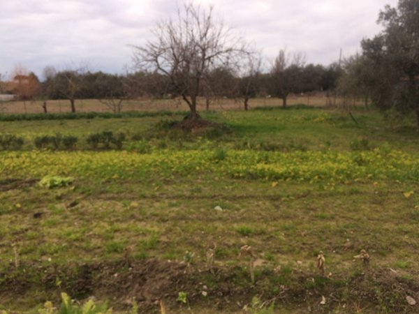 terreno agricolo in vendita a Pisa in zona Quartiere San Giusto