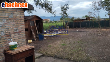 appartamento in vendita a Pisa in zona Oratoio