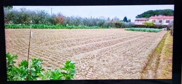 terreno agricolo in vendita a Pisa in zona Putignano