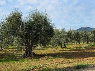 terreno agricolo in vendita a Pisa