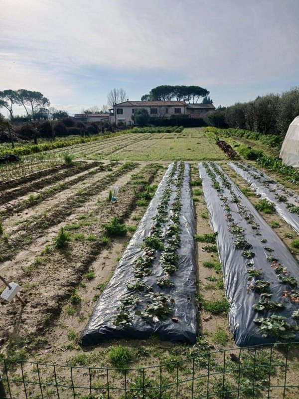 terreno agricolo in vendita a Pisa in zona Oratoio