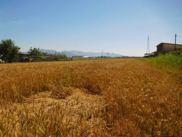 terreno agricolo in vendita a Pisa in zona La Vettola