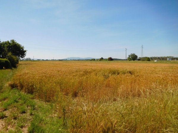 terreno agricolo in vendita a Pisa in zona La Vettola
