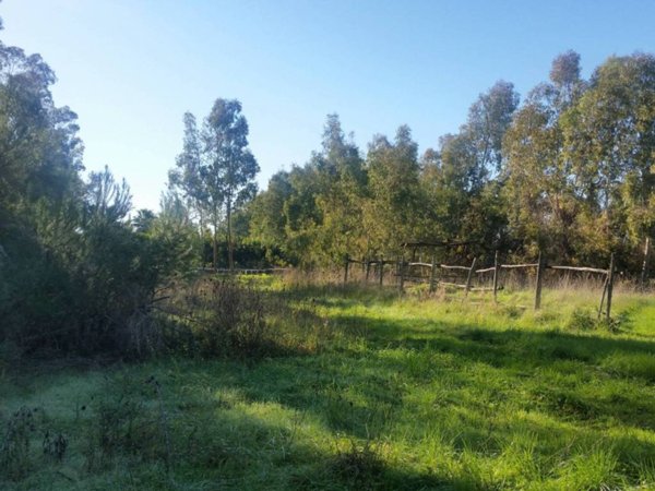 terreno agricolo in vendita a Pisa in zona Coltano