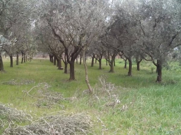 terreno in vendita a Pisa in zona Putignano