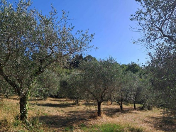 terreno agricolo in vendita a Pomarance in zona San Dalmazio