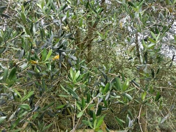 terreno agricolo in vendita a Ponsacco