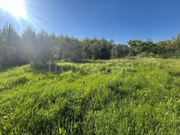 terreno agricolo in vendita a Ponsacco