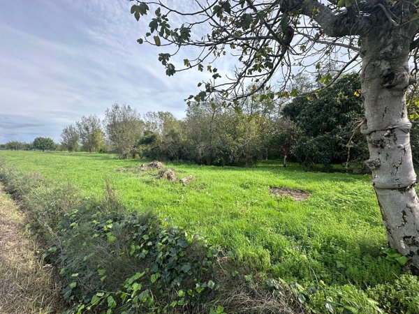 terreno agricolo in vendita a Ponsacco