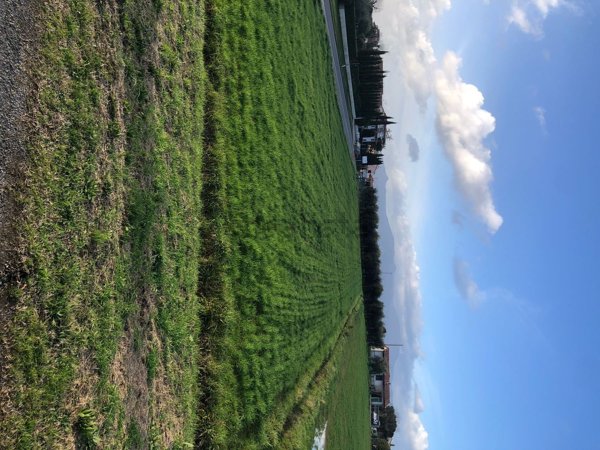 terreno agricolo in vendita a Ponsacco