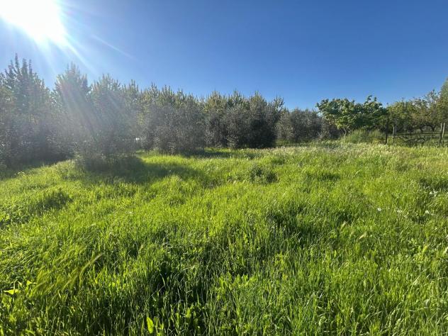 terreno agricolo in vendita a Ponsacco