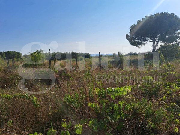 terreno agricolo in vendita a Ponsacco