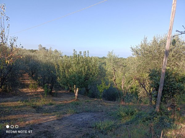 terreno agricolo in vendita a Pontedera in zona Treggiaia