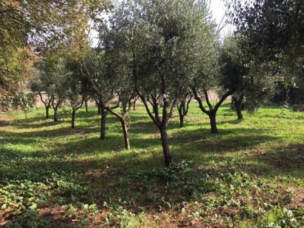 terreno edificabile in vendita a Pontedera in zona La Borra