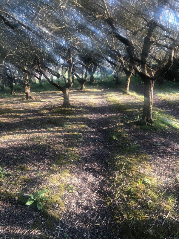 terreno agricolo in vendita a Pontedera in zona Santa Lucia