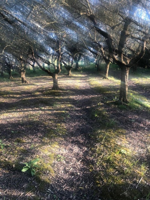 terreno agricolo in vendita a Pontedera in zona Santa Lucia