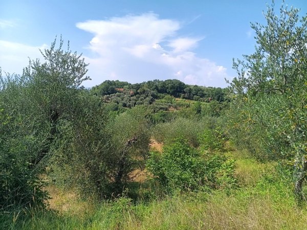 terreno agricolo in vendita a Pontedera in zona Treggiaia
