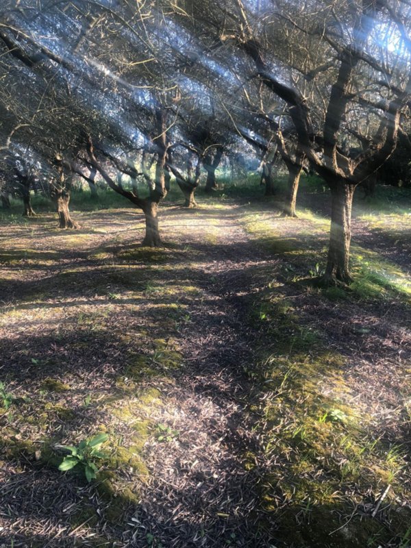 terreno in vendita a Pontedera
