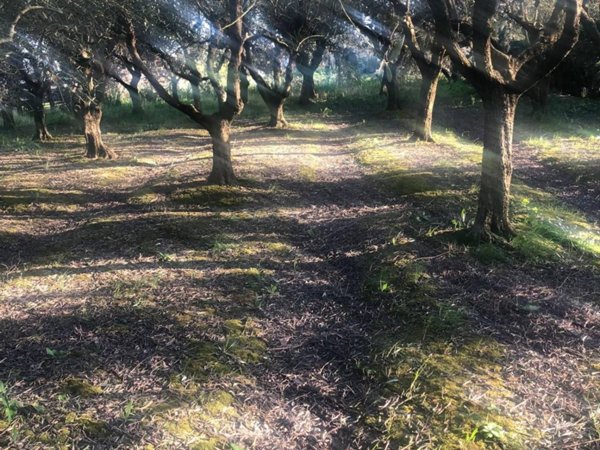 terreno in vendita a Pontedera