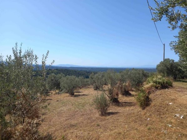 terreno agricolo in vendita a Riparbella