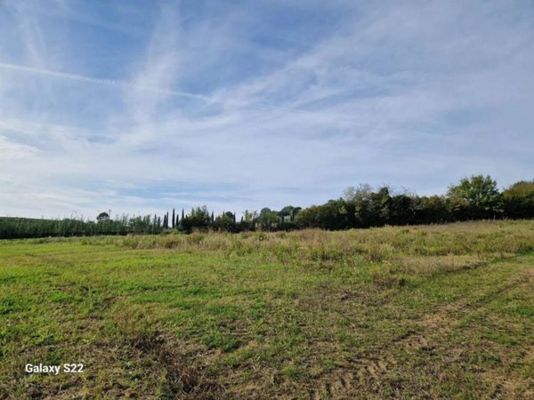 terreno agricolo in vendita a Riparbella