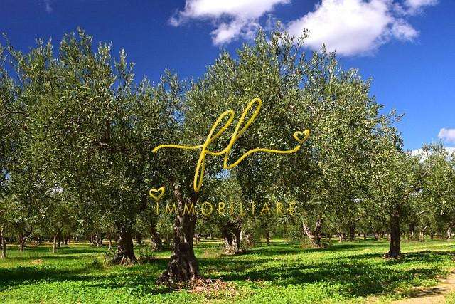 terreno agricolo in vendita a Riparbella