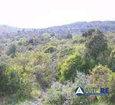 azienda agricola in vendita a Riparbella