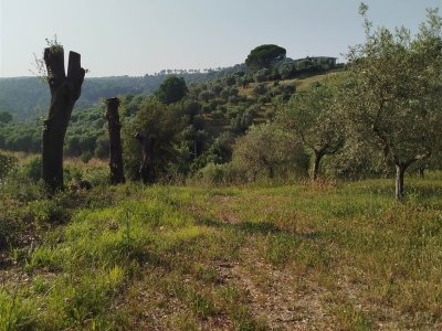 locale di sgombero in vendita a Riparbella