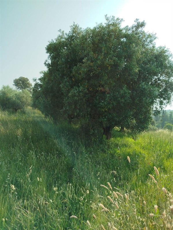 quadrivano in vendita a Riparbella