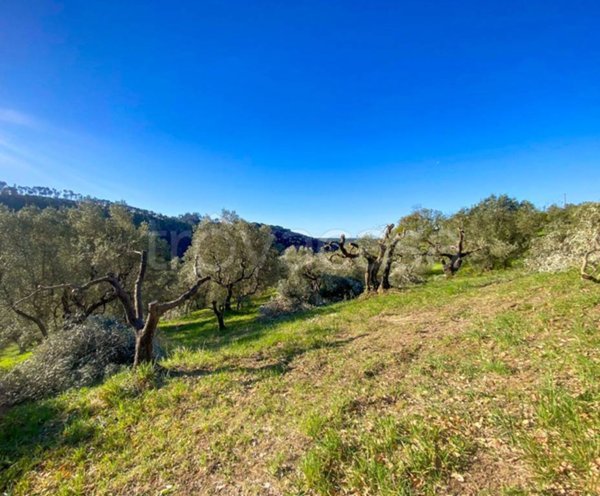casa indipendente in vendita a Riparbella