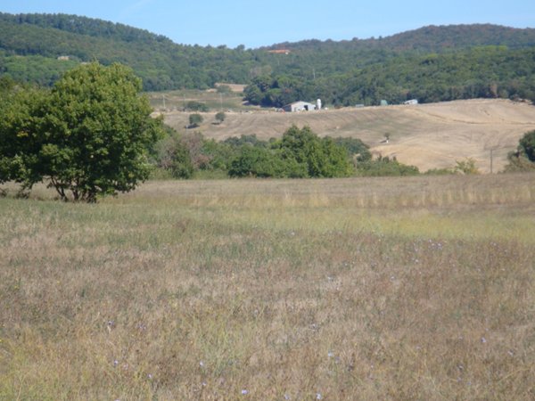 terreno agricolo in vendita a Riparbella
