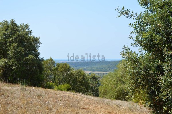 appartamento in vendita a Riparbella