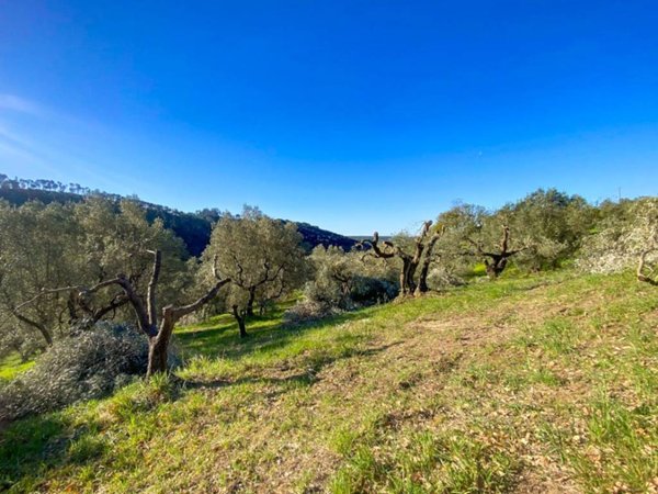 terreno agricolo in vendita a Riparbella