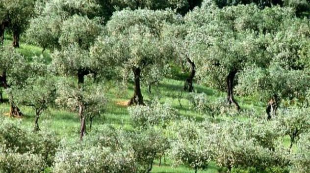 terreno agricolo in vendita a San Giuliano Terme