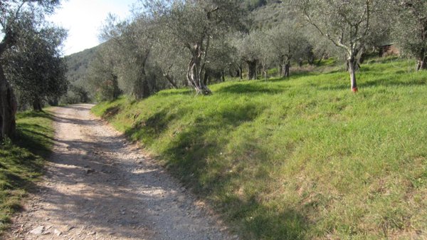 terreno agricolo in vendita a San Giuliano Terme in zona Agnano