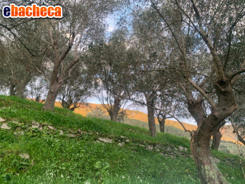 terreno agricolo in vendita a San Giuliano Terme