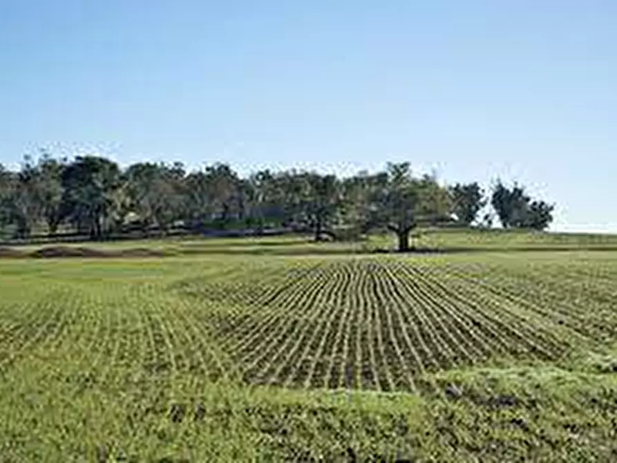 terreno agricolo in vendita a San Giuliano Terme in zona Colognole