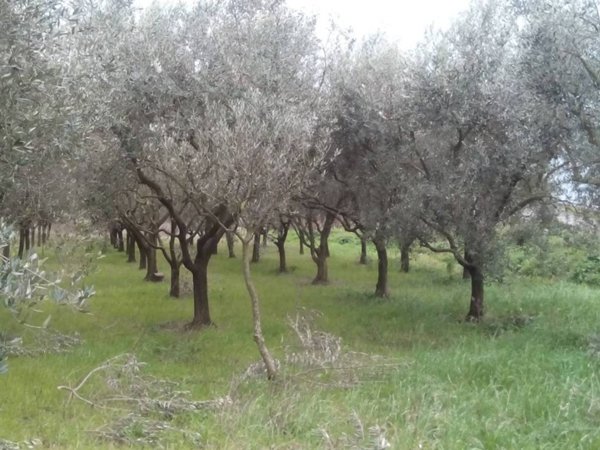 terreno agricolo in vendita a San Giuliano Terme