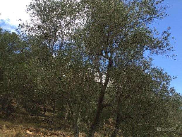 terreno agricolo in vendita a San Giuliano Terme