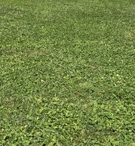 terreno agricolo in vendita a San Giuliano Terme