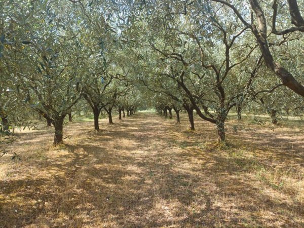 terreno agricolo in vendita a San Giuliano Terme in zona Colignola