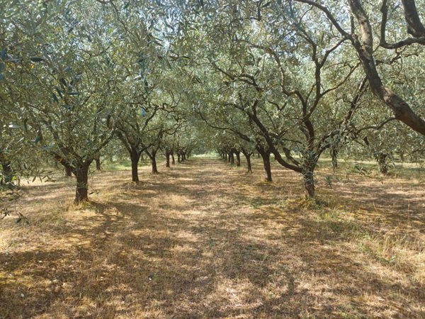 terreno agricolo in vendita a San Giuliano Terme in zona Colignola