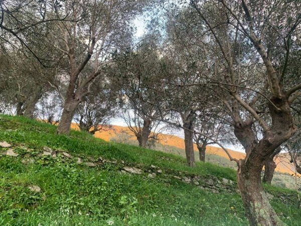 terreno agricolo in vendita a San Giuliano Terme