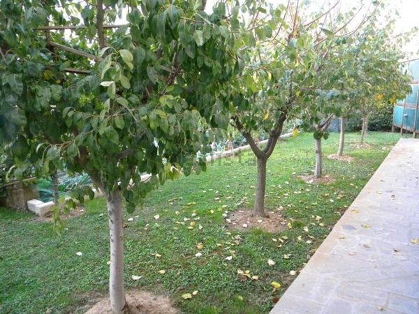 casa indipendente in vendita a San Giuliano Terme in zona Pappiana