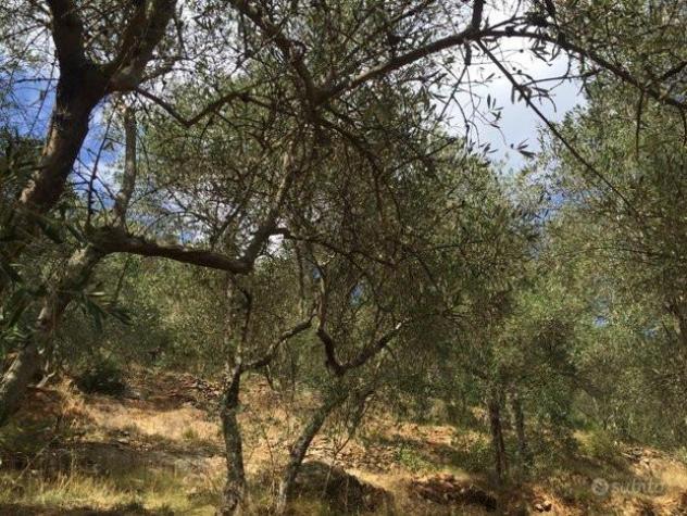 terreno agricolo in vendita a San Giuliano Terme